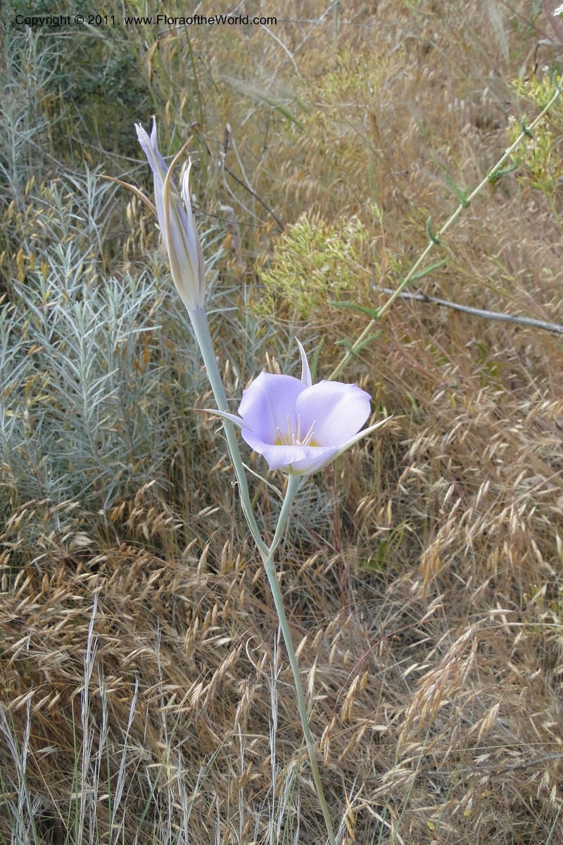 Calochortus macrocarpus, Davidson, C 11891--Idaho. Ada Co. Boise Foothills. 12 Jul 2011. 013 (2).jpg