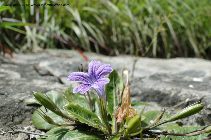 Ruellia hygrophila, W. D. Stevens 31292--Paraguay. Edo. Concepcion. Garay Cue. 21 Mar 2011. 147 (9).jpg