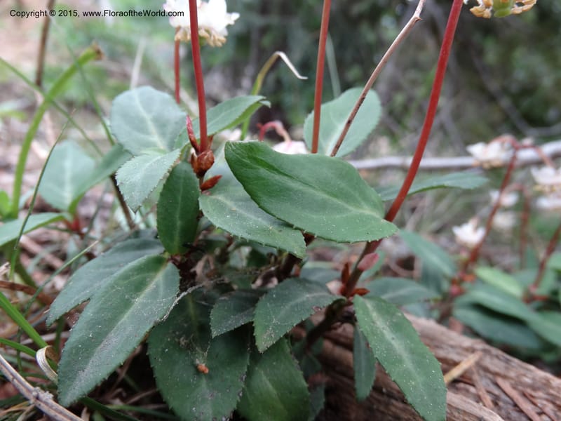 Chimaphila menziesii, Davidson, C 12632--ID. Idaho Co. Seven Devils Campground. 11 Aug 2014. DSC00412 (73).JPG