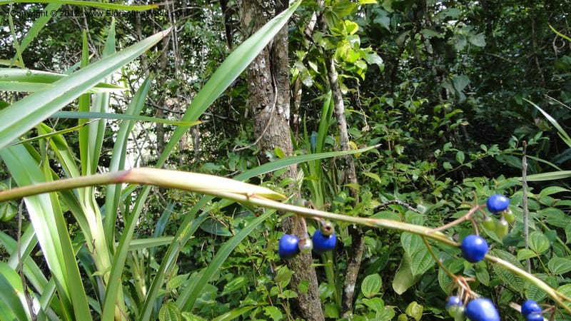 Dianella ensifolia, A. Ramahefaharivelo 168--Madagascar. Ambolotara. Ambodini, Vatovavy. 3 May 2010 177 (45).jpg