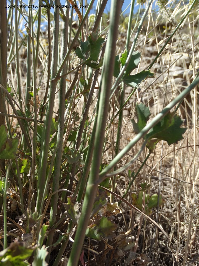Asteriscium chilensis, Davidson, C 12819--Chile. Ruta J-55 east of Talca. 27 Nov 2014. DSC08479 (81).JPG