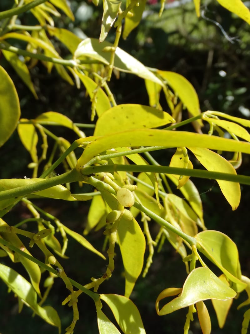Ginalloa arnottiana, Davidson, C 12928--Sabah. Near generation plant. 28 Mar 2015. DSC01259 (30).JPG