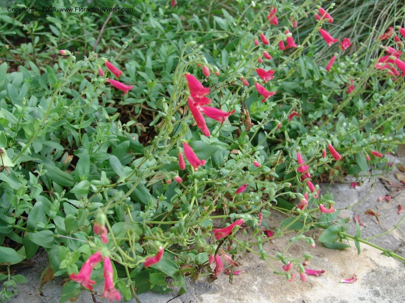 Penstemon baccharifolius--TX. Johnson Wildflower Center. 13 Jun 04. 006.jpg
