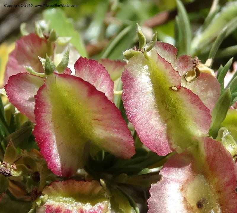 Tetraglochin alatum, Davidson, C 12788--Chile. Ruta 115, to Laguna del Maule. 24 Nov 2014. DSC07486 (293).JPG