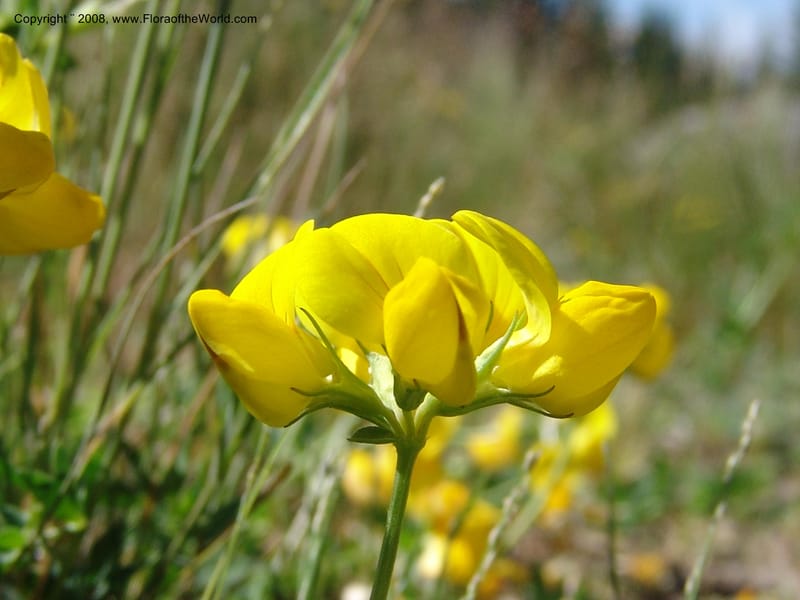 Lotus corniculatus, CDavidson10964--ID. Valley Co. For Serv Rd. 432, to Crestline Trail.  25 Jul 06. 012.jpg