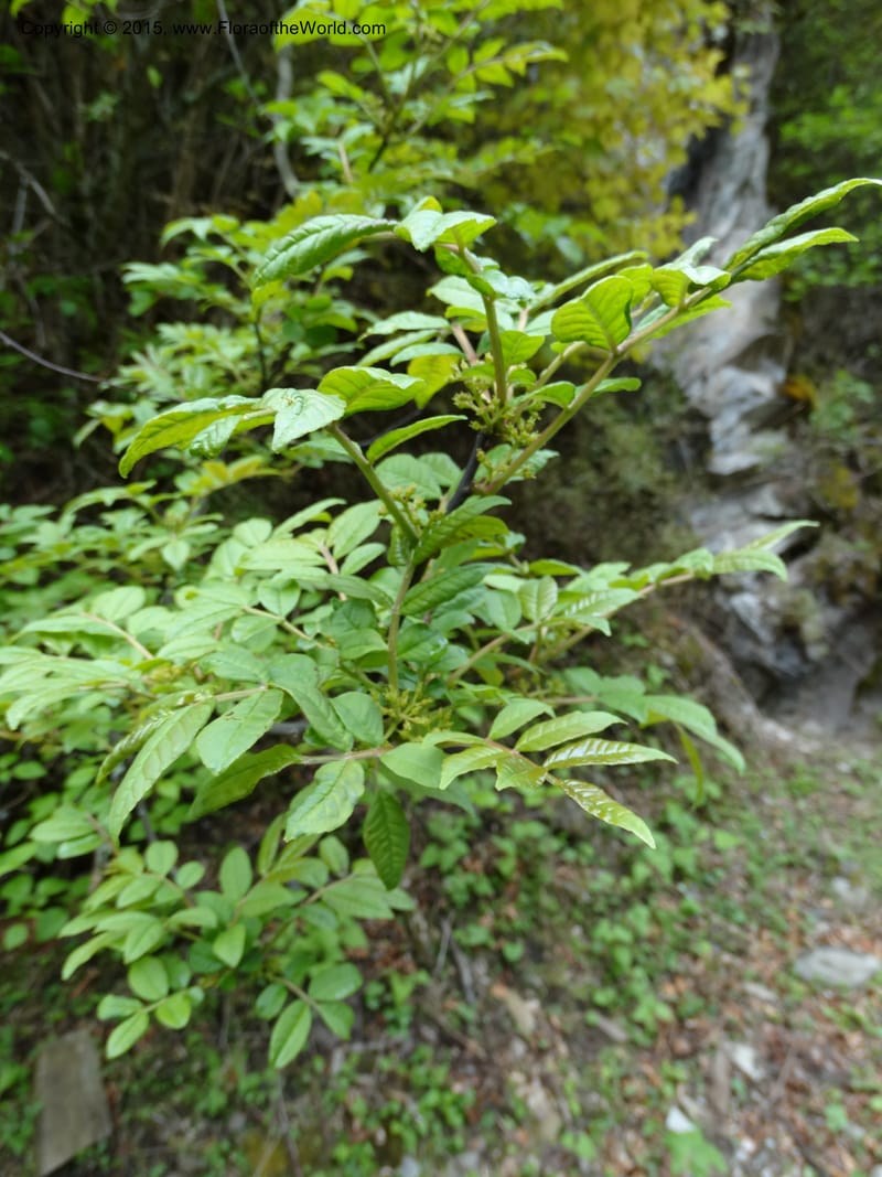 Zanthoxylum bungeanum, Boufford, D 43737--China. Sichuan. XinZhaZi Gou. 14 May 2014. DSC06426 (52).JPG