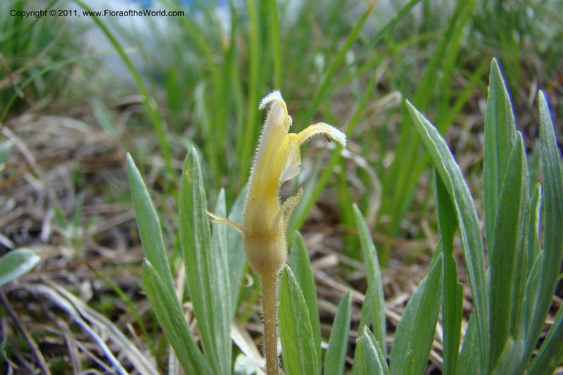 Orobanche uniflora, C. Davidson 11440--Idaho. Valley Co. Payette Lake. Sylvan Beach. 7 June 2009. 092.jpg