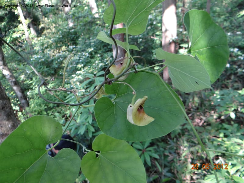 Aristolochia sp. unk, Li Pan 1205292--China, Zhejiang, 29 May 2012 0352 (18).JPG