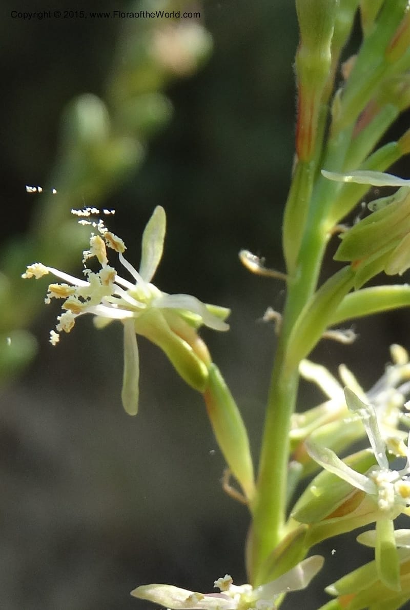 Gaura parviflora, Davidson, C 12604--ID. Idaho Co. North of Riggins. 16 Jul 2014. DSC00589 (30).JPG