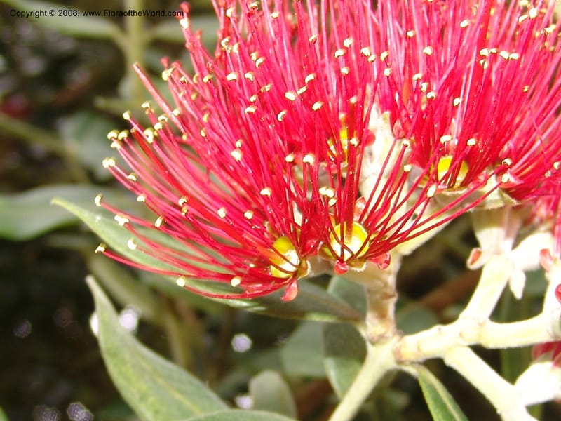 Metrosideros excelsa--CA. San Francisco Arbor. 3 Jul 07. 270.jpg