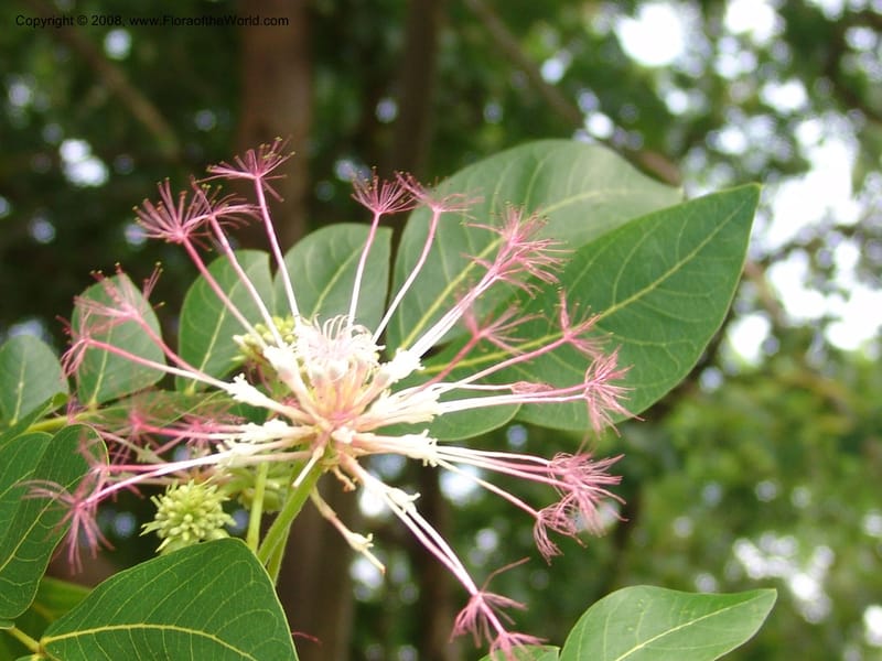 Albizia gummifera cf--So. Africa. Lowveld Nat. Bot. Gard. 14 Mch 05. 153.jpg