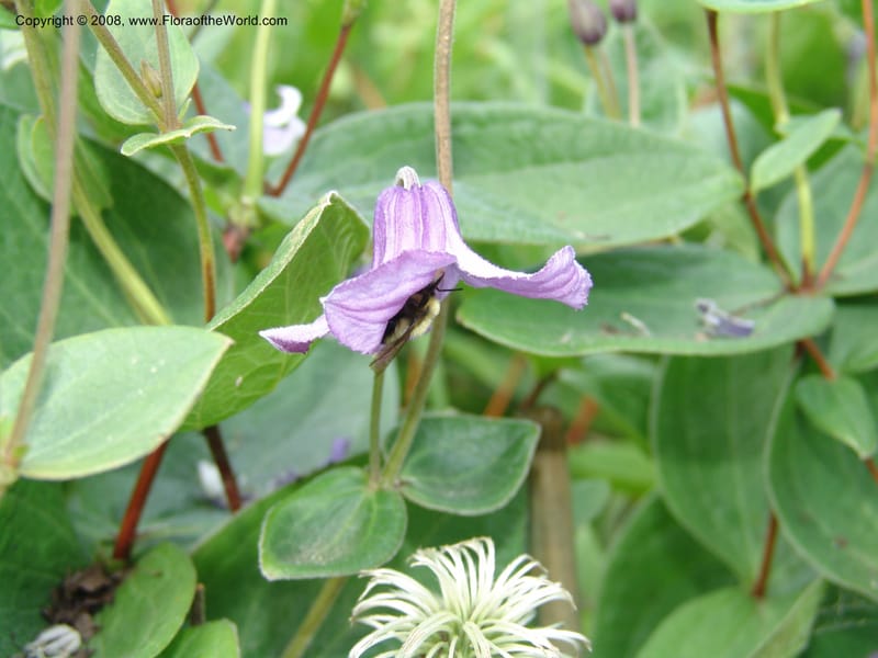 Clematis integrifolia--MD. Brookside Gardens, Wheaton. 30 Jun 07. 055.jpg