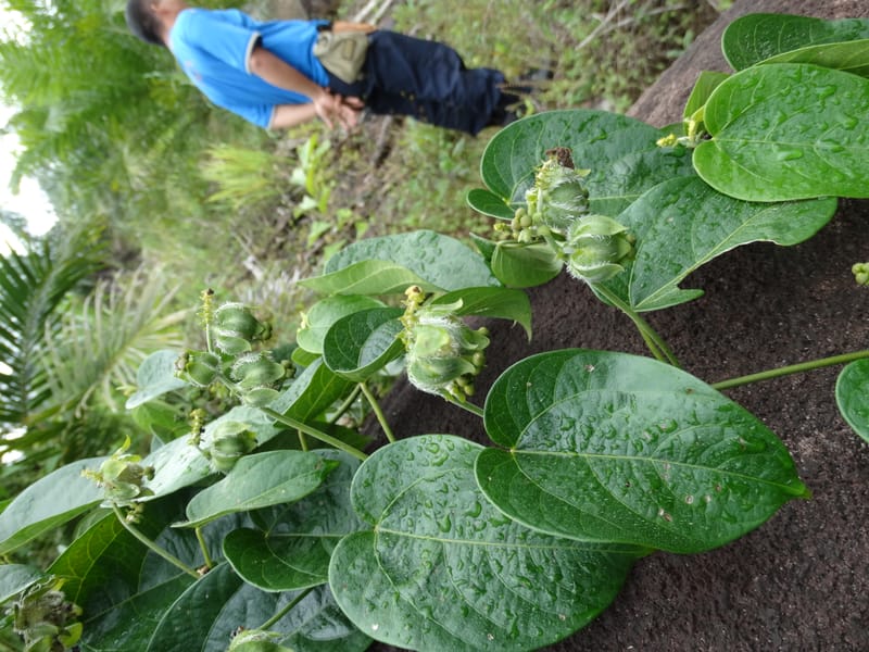 Megistostigma cordata, Davidson, C 12936--Sabah. Ruyu Oil Palm Pl. 29 Mar 2015. DSC01510 (57).JPG