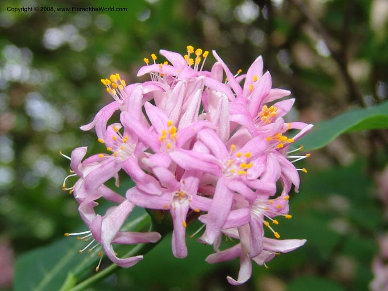 Dais cotinifolia--So. Africa. Lowveld Nat. Bot. Gard. 14 Mch 05. 215.jpg