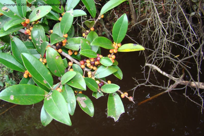 Ficus pertusa, Vasquez 34828--Peru. Loreto. Dist. Nauta. Qbda Nawapa, Rio Tigre. 11 Nov 08. 413 (3).jpg