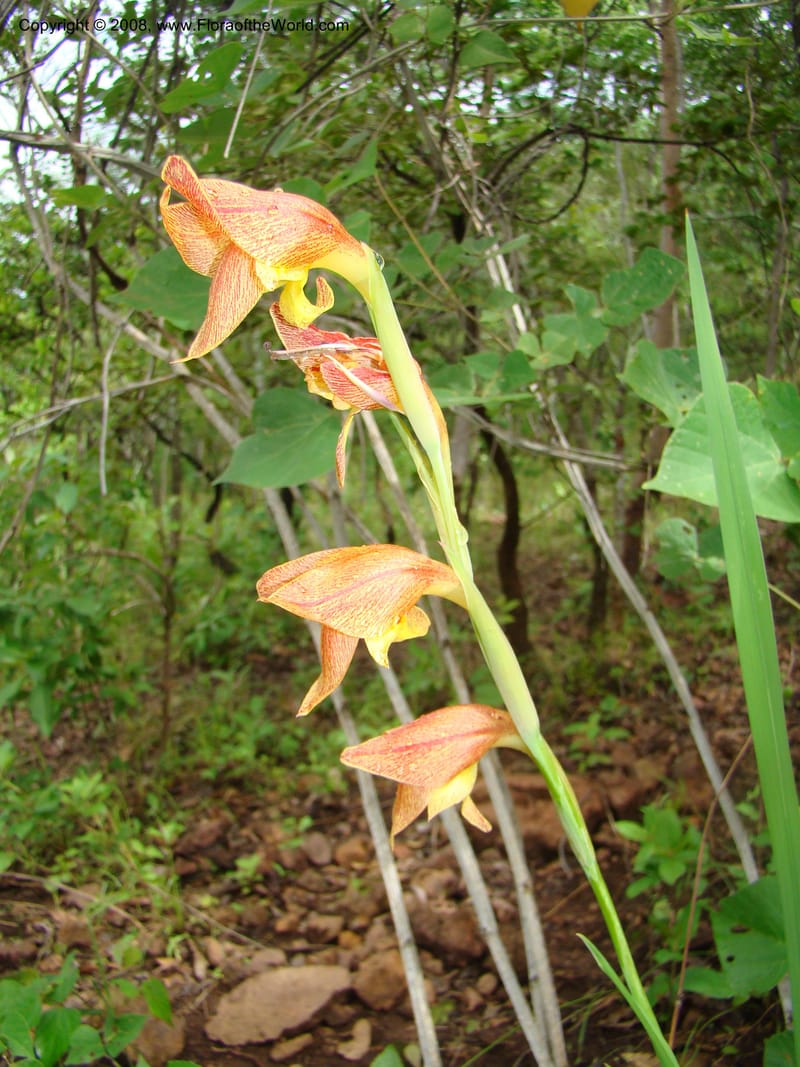 Gladiolus dalenii ssp. andongensis, RGereau7054--Tanz. Mbeya, Utengule Coffee Lodge. 26 Jan 08. 026.jpg