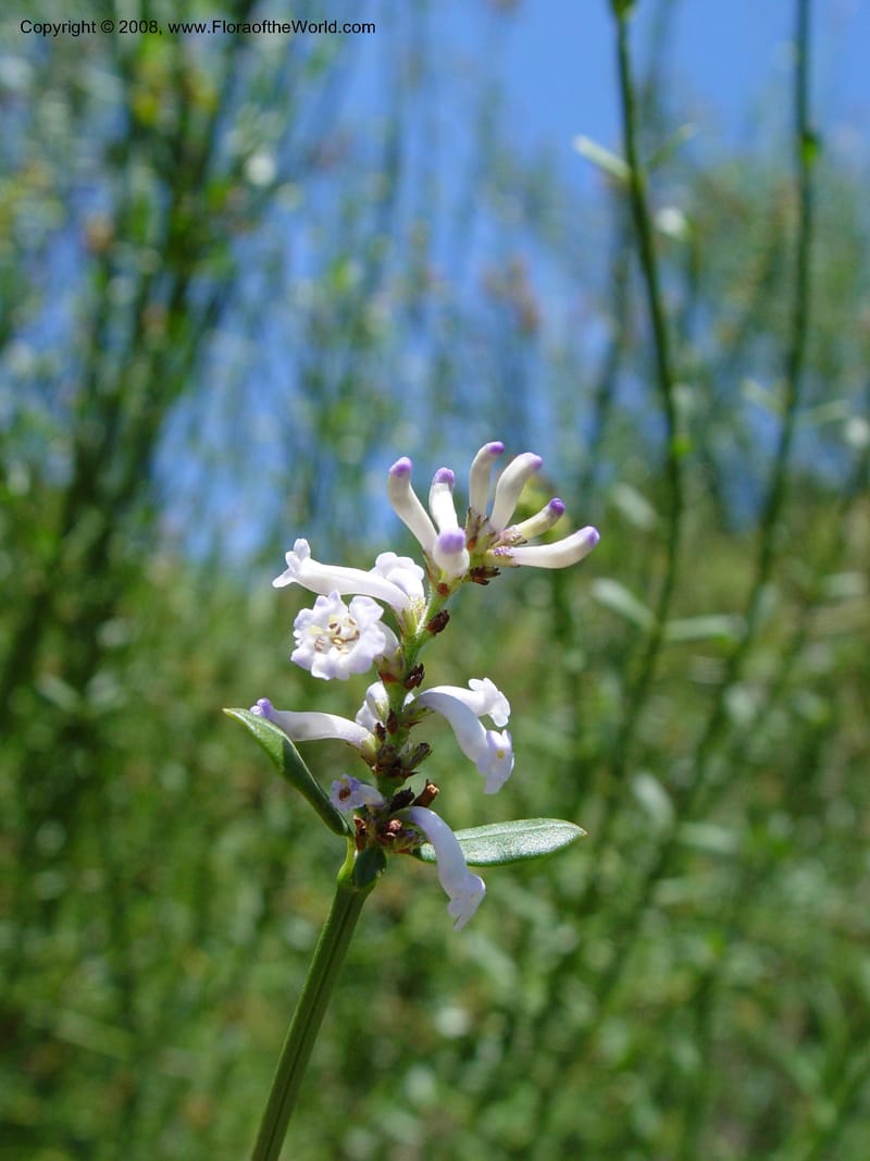 Diostea stenophylla, 90.1386--CA. UC Berkeley Bot. Gard. 4 Jul 03. 065.jpg