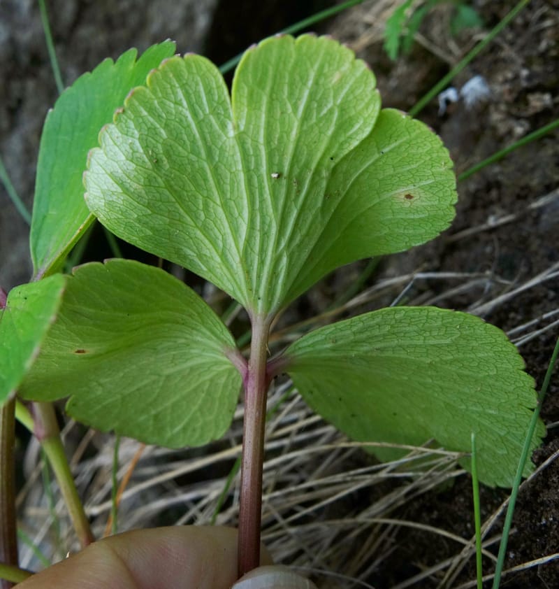 Ligusticum scoticum subsp. hultenii, Boufford 43939--Japan. Hokkaido. Konpira Cape. 5 Aug 2016. DSC01214 (26).JPG