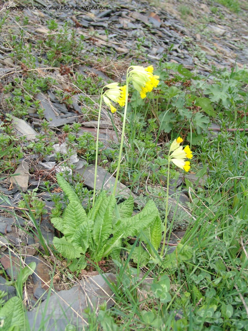 Primula macrocalyx--Georgia. Kazbegi region. Kora Gorge. 3 Jun 05. 176.jpg