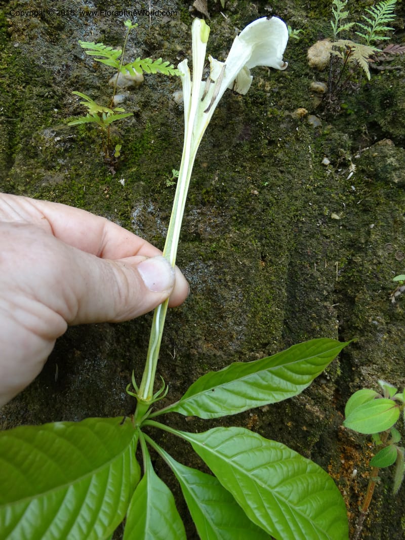 Euclinia longiflora, Davidson, C 12348--Cameroon. Ekondo Titi to Ekondo Nene. 21 Mar 2014. DSC02995 (50).JPG