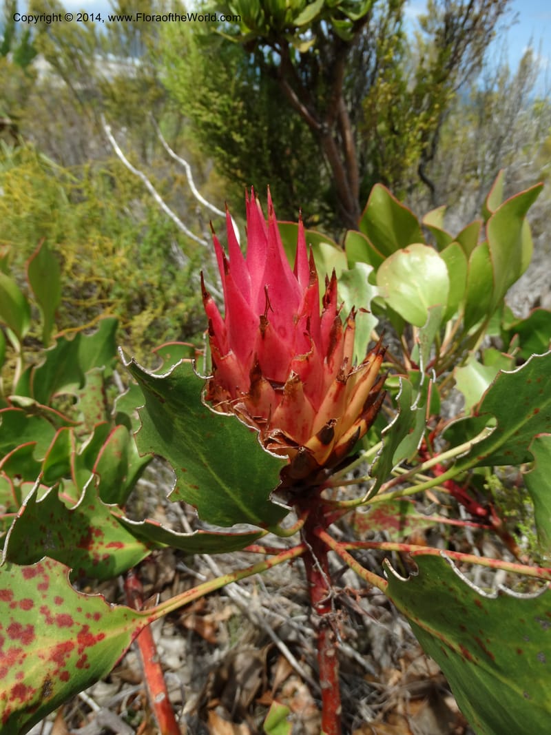 Protea cynaroides, Davidson, C 12315--South Africa. Western Cape. E. side, Fernkloof. 24 Jan 2014. DSC01799 (126).JPG