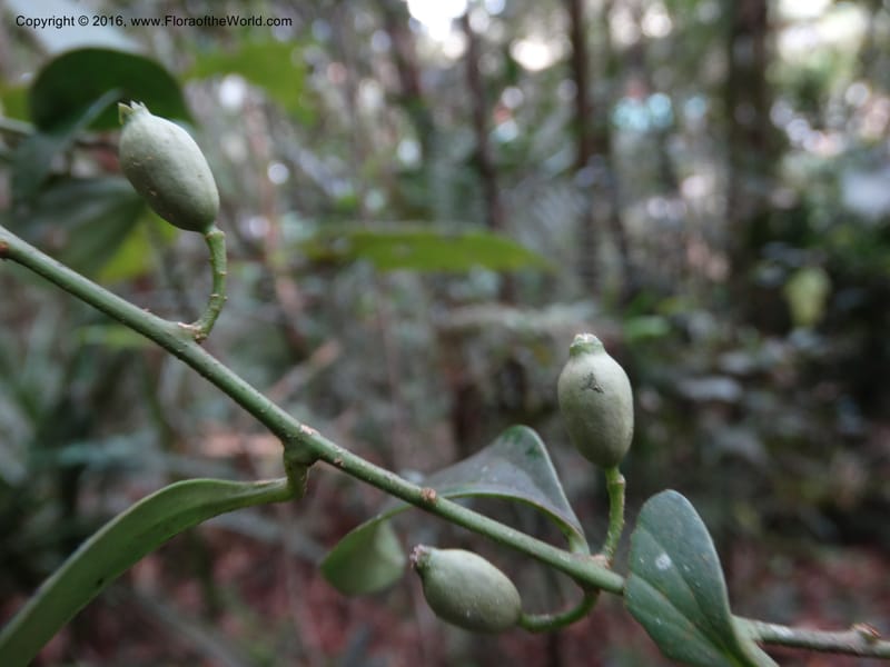 Dufrenoya, Davidson, C 12927--Sabah. Kinabalu Nat. Park. Bukit Tupai Trail. 28 Mar 2015. DSC01234 (20).JPG