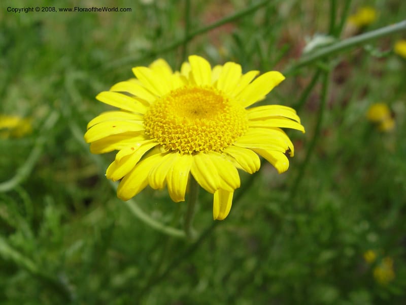Anthemis tinctoria--PA. Longwood Garden. 25 June 03. 048.jpg
