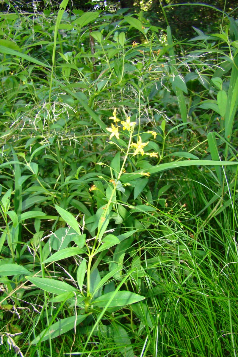 Lysimachia terrestris--New York. Brooklyn Botanic Garden. 19 July 2009. 163.jpg
