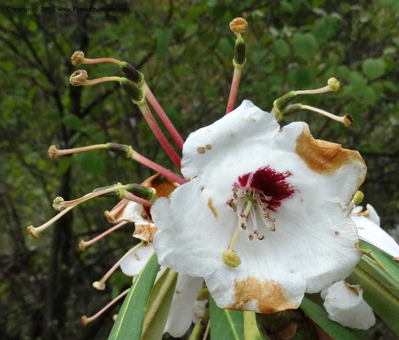 Rhododendron, Boufford, D 43641--China. Sichuan. XiaYingShan to XiangZhai. 10 May 2014. DSC05109 (234).JPG