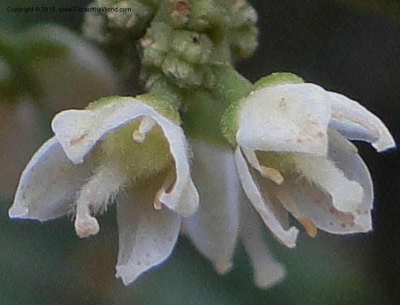 Euodia, Regalado 1886--Viet Nam. Hon Ba Nature Res. 12 May 2011. 042 (9).jpg