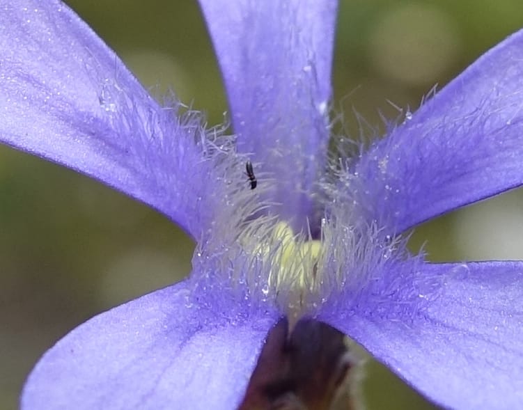 Cyananthus incanus, D. Boufford 44022--China. Sichuan. Daocheng Xian. 14 Aug 2017. DSC05676 (217).JPG