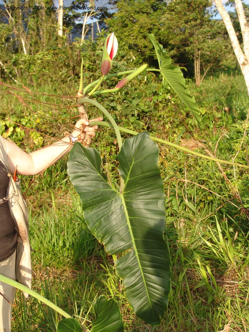 Philodendron deflexum, Croat98842--Ecuador. Zam. Ch. Rio Wawaime Val. 19 Sep 07. 093.jpg