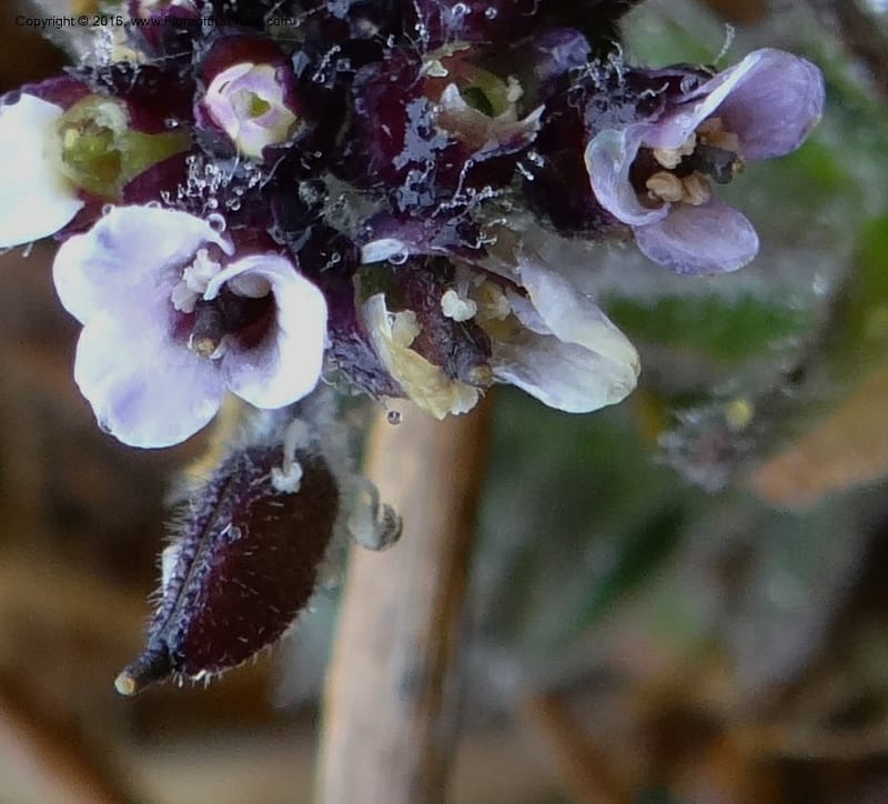 Draba, Ulloa, C 2421--Ecuador. Pichincha. Nevado Cayambe. 6 Oct 2012. DSC07236 (179).JPG