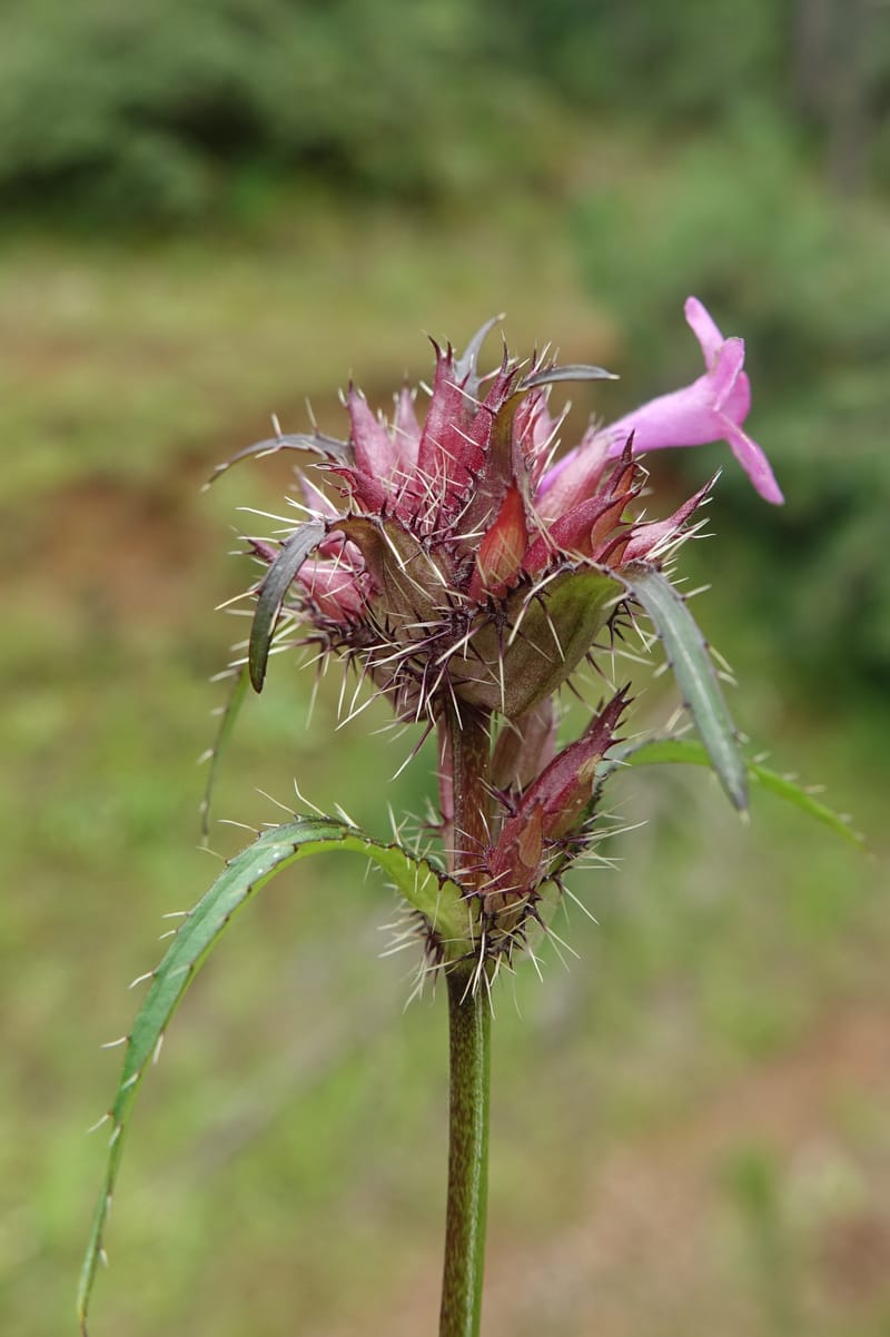 Acanthocalyx delavayi, C. Davidson 13737--China. Yunnan. Zhongdian Xian. 9 Aug 2017. DSC03874 (150).JPG