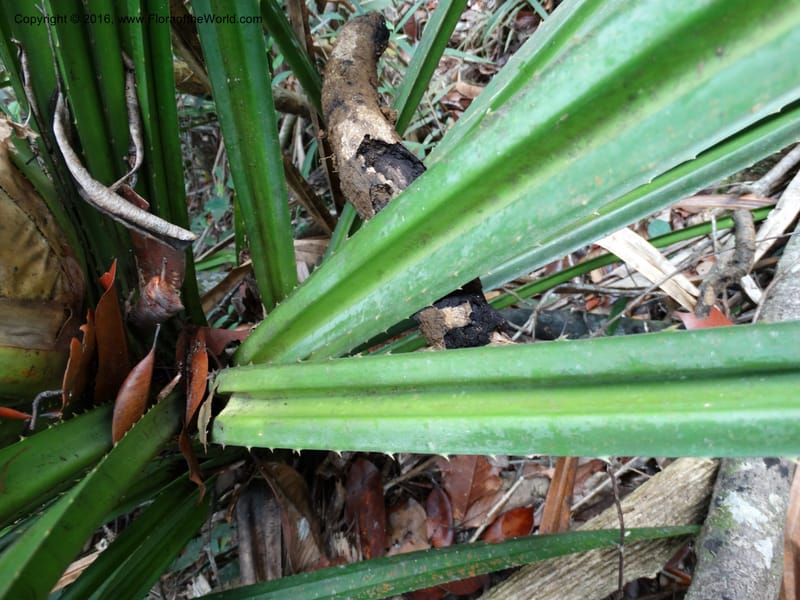 Pandanus occultus, Callmander, C 1183--Sabah. G. Silam. 1 Oct 2014. DSC00937 (224).JPG