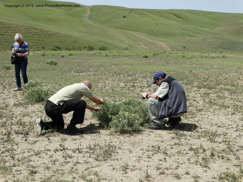Peganum harmala, Davidson, C 12436--Georgia (Caucasus). Kakheti Region. (Kiziki). Toward Vashlovani. 6 Jun 2014. DSC07328 (474).JPG