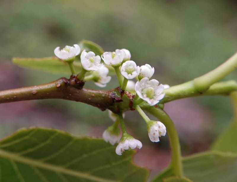 Ilex polyneura, D. Boufford 44125--China. Yunnan. Da Wei Shan. 2 May 2018. DSC01093 (334).JPG
