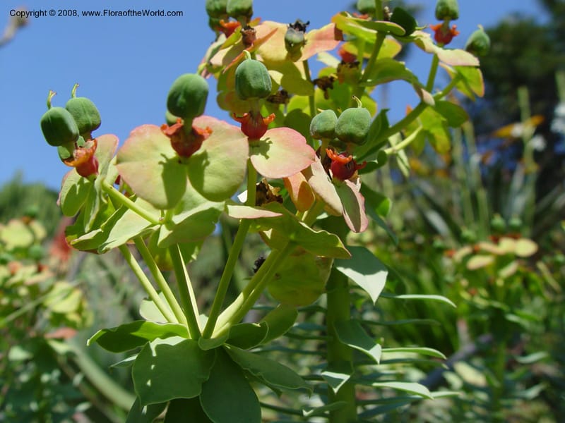 Euphorbia bivonae--Spain. Blanes. Marimutra Bot. Gard. 24 Apr 04. 026.jpg