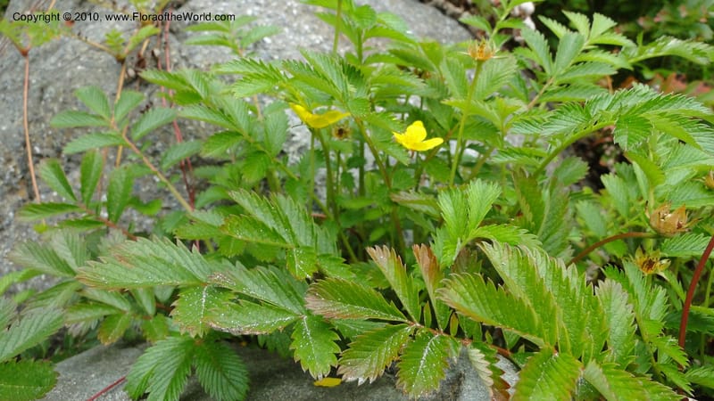 Potentilla anserina, C. Davidson 11781--CA. Humboldt Co. Trinidad State Beach. 18 August 2010. 081 (30).jpg