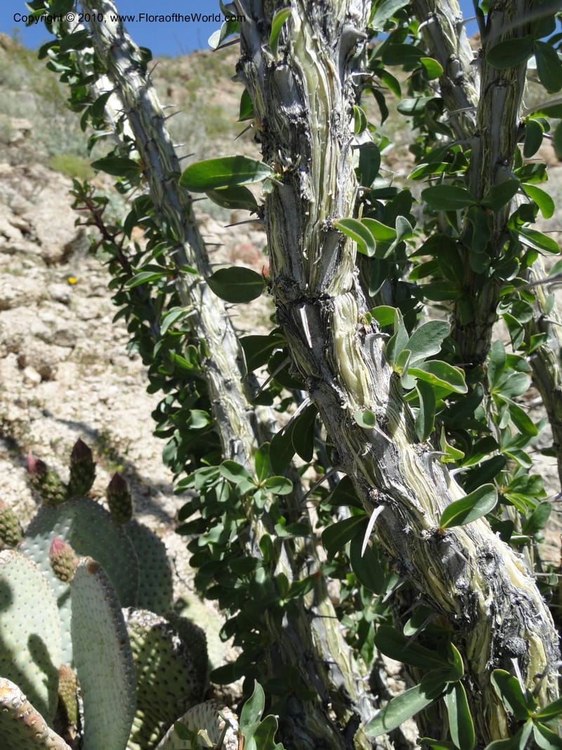 Fouquieria splendens, C. Davidson 11665--California. Riverside Co. 1 April 2010. 297 (11).jpg