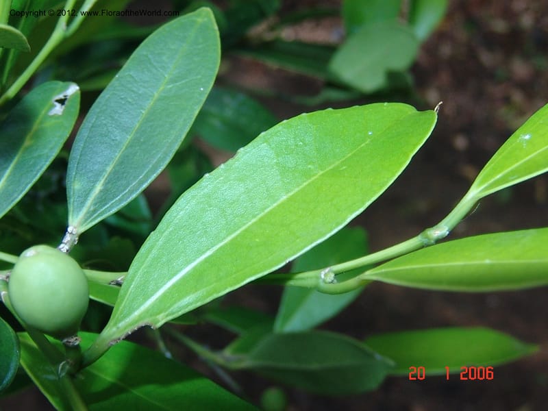 Celtis bifida, Not collected-Madagascar, Berenty, 21 Jan 2006  020 (6).jpg