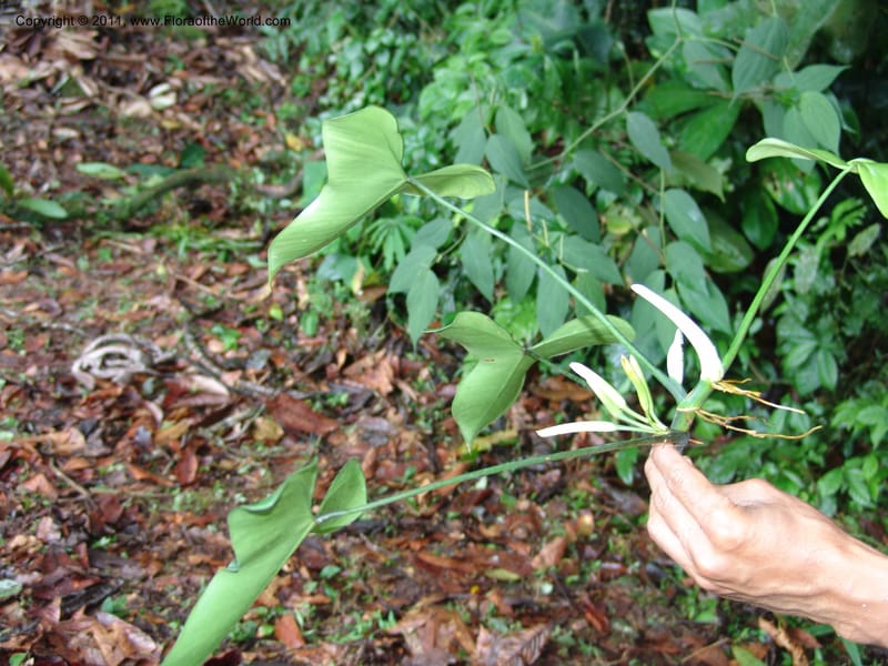 Philodendron deltoideum, RVasquez 31576--Peru. Prov.  Oxa. Estac. Paujil. Camino  Pozo Tigre. 17 Oct 06. 203 (2).jpg