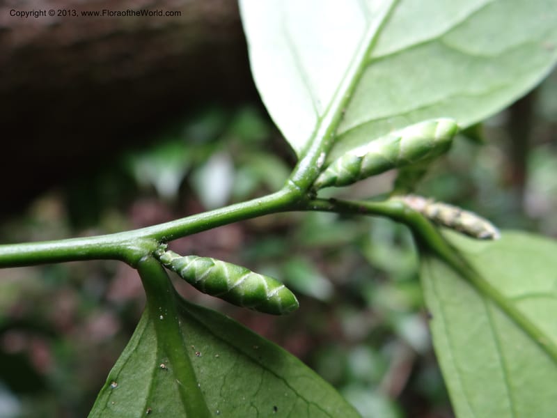 Urobotrya latisquama, VC 5585--Thailand. Prachuap Khiri Khan. Ma Rong Cave. 13 Nov 2012. (25).JPG