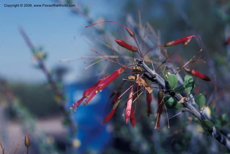 Fouquieria macdougalii--AZ. Desert Bot. Garden, Phoenix. May 88. 001.jpg