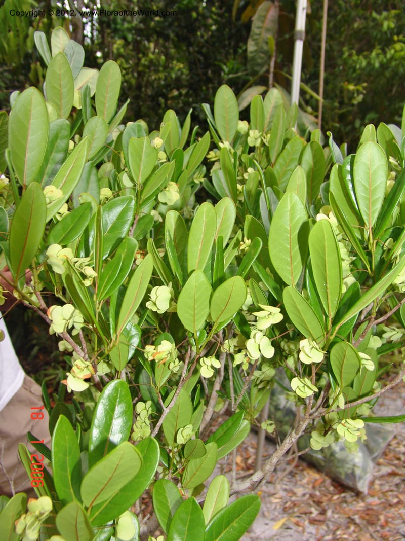 Homalium involucratum, Ranaivojaona, R 1374-Madagascar 18 Jan 2006  122 (3).jpg