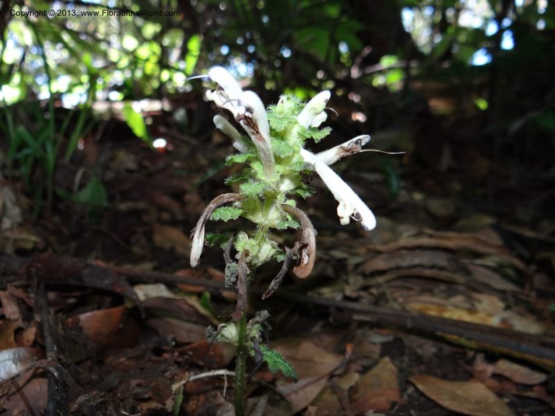 Pedicularis, VC 5501--Thailand. Chiang Mai. Doi Inthanon Nat. Park. 8 Nov 2012. DSC07747 (41).JPG