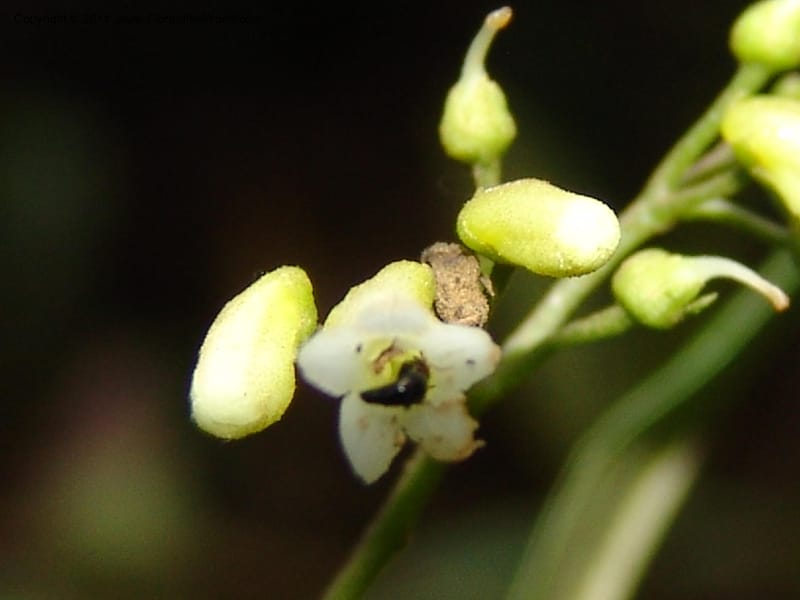 Shuaria ecuadorica, Neill 15912--Ecuador. Prv. Zam. Ch. C del Condor. Wawaime plot. 22 Sep 07. 214 (17).jpg