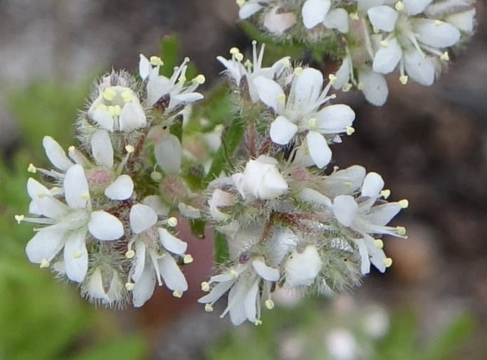Eremosyne pectinata, Davidson, C 13494--Australia. W. A. Two People's Bay Nat. Res. 29 Oct 2016. DSC06475 (10).JPG