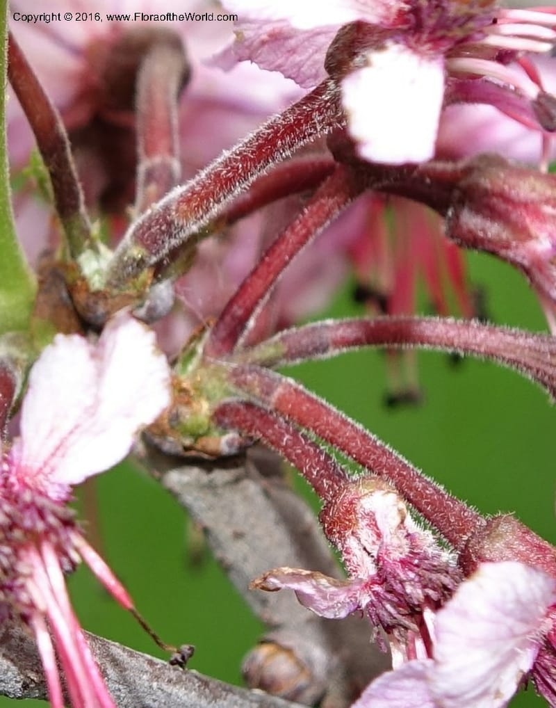 Ungnadia speciosa, Davidson, C 13072--Texas. Galveston. 18 Mar 2016. DSC00038 (67).JPG