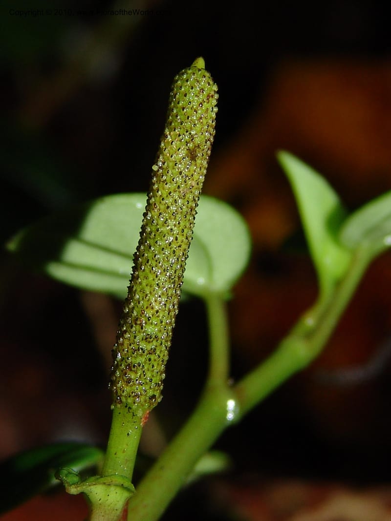 Peperomia, Croat 95709--Ecuador. Maquipucuna Biol. Res. Send. Princip. 11 Mar 06. 059 (5).jpg